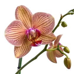 Imagen PNG para descargar